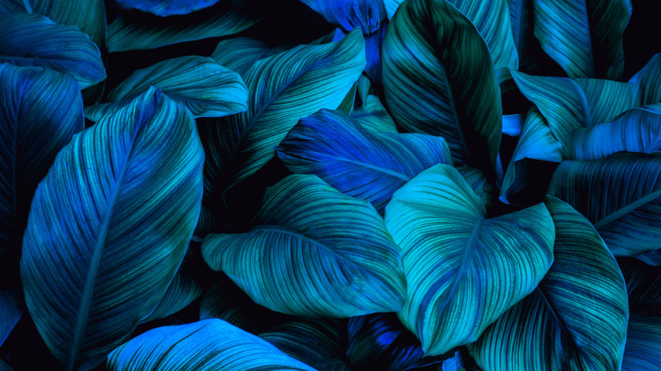 Flourescent blue tropical leaves - Imerge 6 Pro update